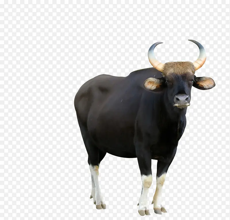 黑色水牛高清摄影