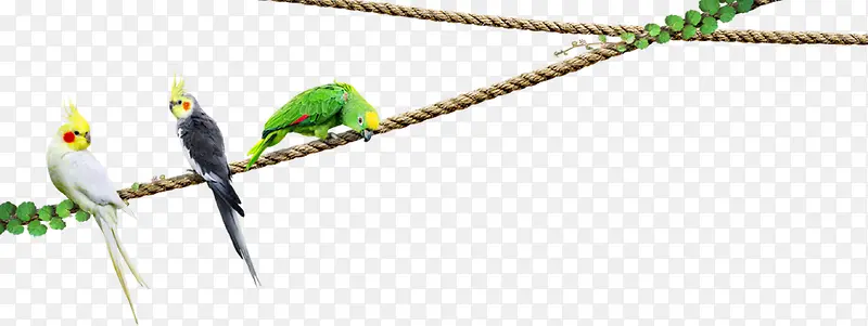 在绳子上歇着的鹦鹉
