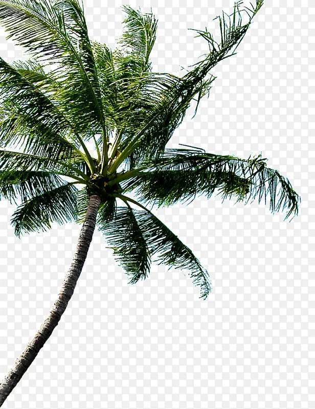 夏威夷度假海滩树