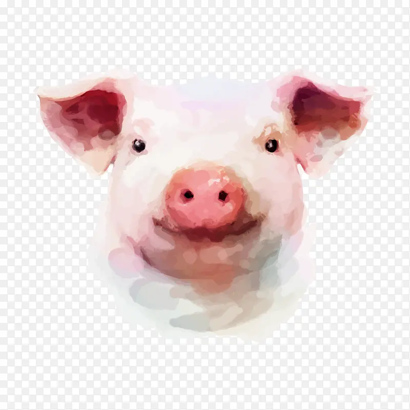 水彩彩绘猪