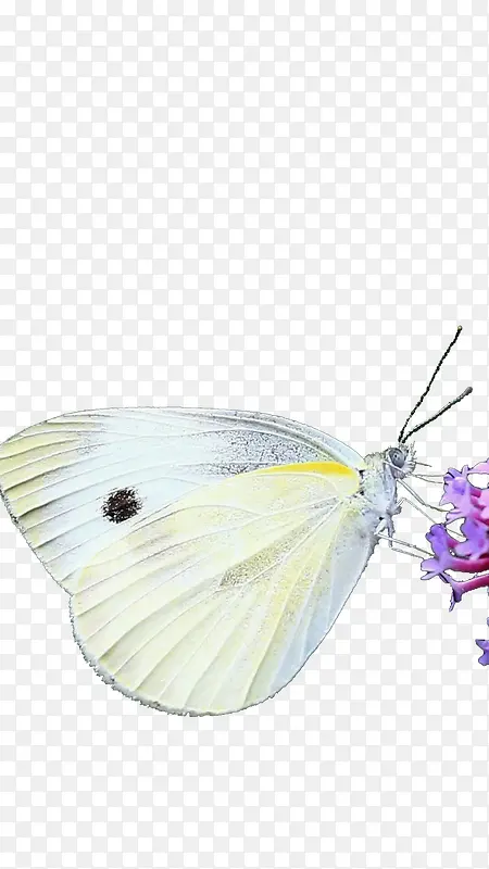 采花蜜的白色蝴蝶