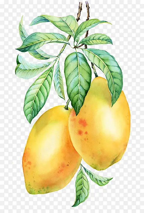 芒果手绘图