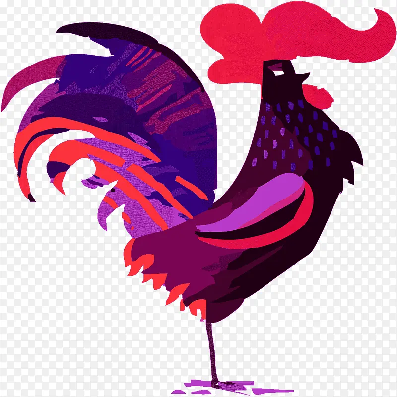 紫色打鸣的大公鸡