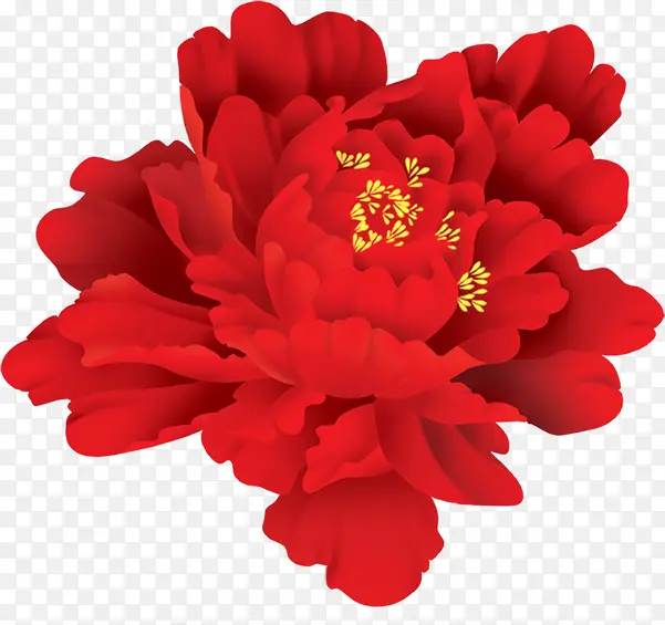 红色妖艳的牡丹花