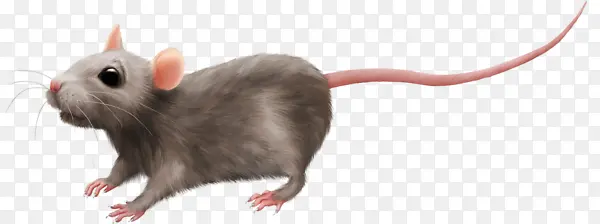 一只老鼠