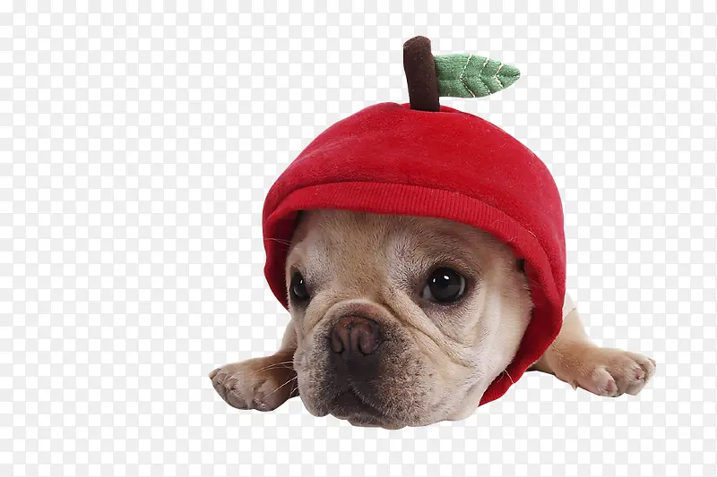 带小红帽宠物狗