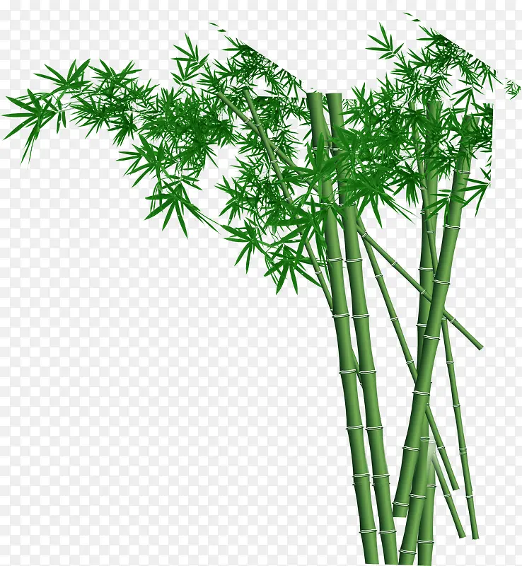 竹子梦幻创意植物