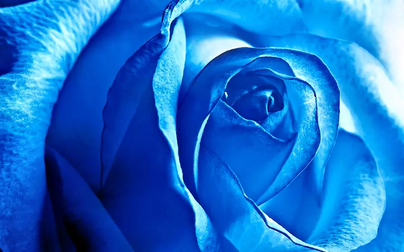 高清壁纸色泽迷人的蓝色妖姬 蓝玫瑰