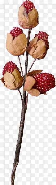 红色覆盆子植物水果