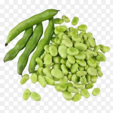绿色蚕豆