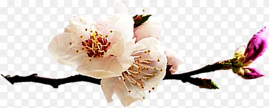 清新夏季白色花朵树枝