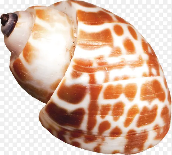 黄色螺旋状海螺