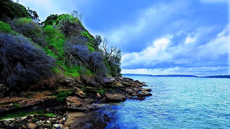蓝天海水岩石植物