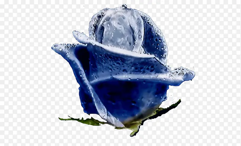 蓝色的冰玫瑰