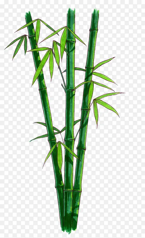 露珠绿叶竹子竹叶漂浮小清新 竹叶