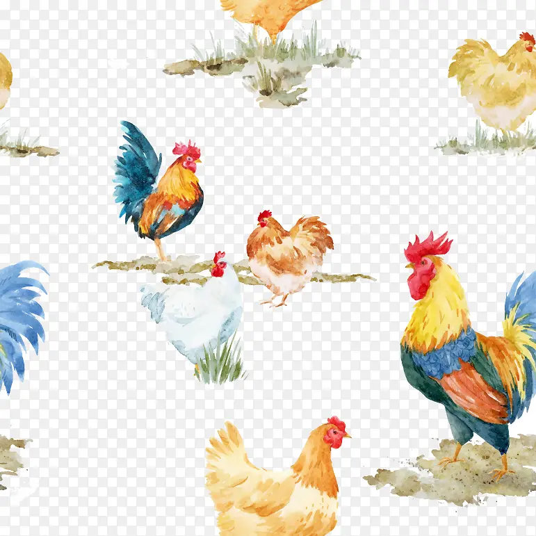 卡通手绘彩色公鸡群白色鸡