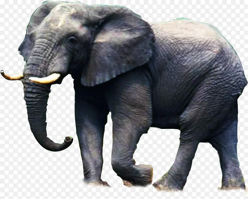 高清可爱大象插图