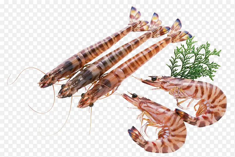 海鲜活虾