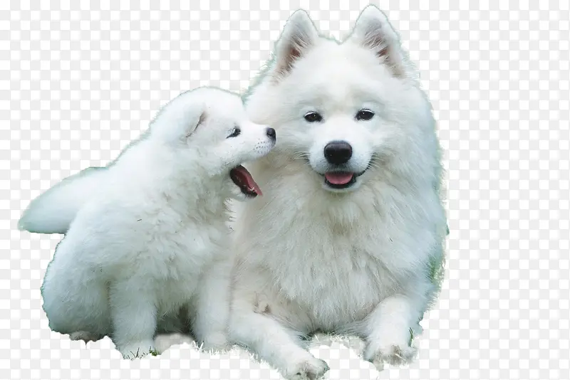 两只白色的小狗
