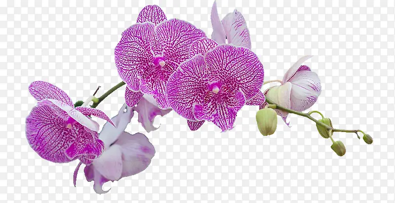 一枝紫胡姬花