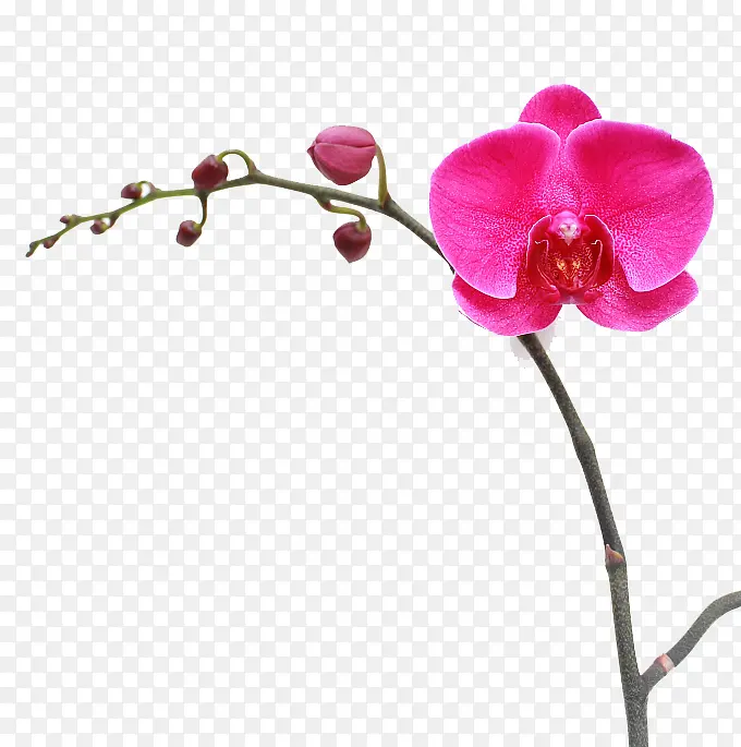 一枝鲜花下载