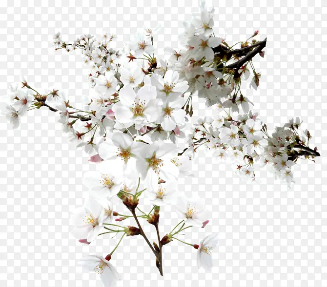 白色樱花花朵花枝图片