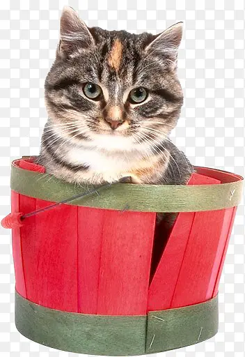 盒子里的猫咪