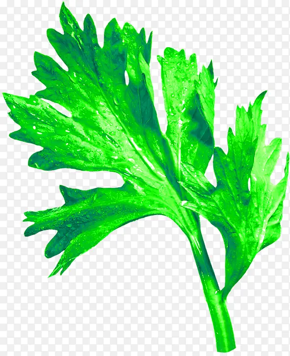 绿色新鲜蔬菜叶装饰图案