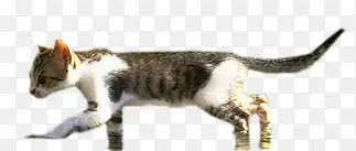 猫咪