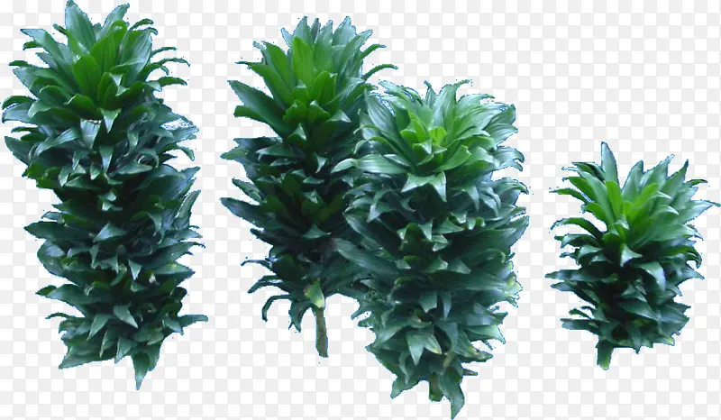 耐旱植物分层创意