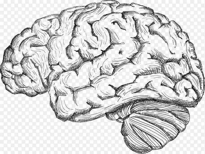 素描人类大脑