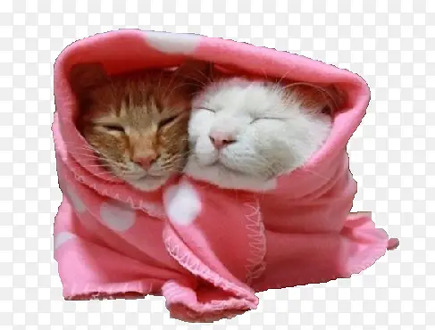 毛毯包裹的两只猫咪素材图片