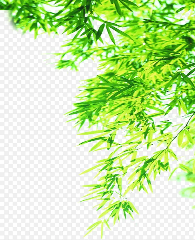 绿色清新竹叶树影