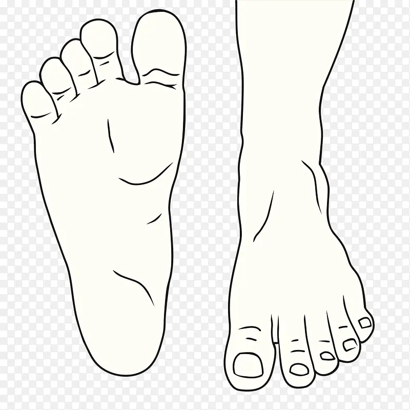 线描的脚 脚趾头 走路的脚掌 