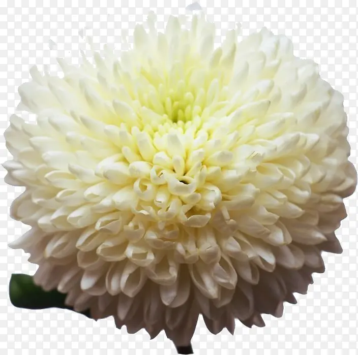 白色菊花团
