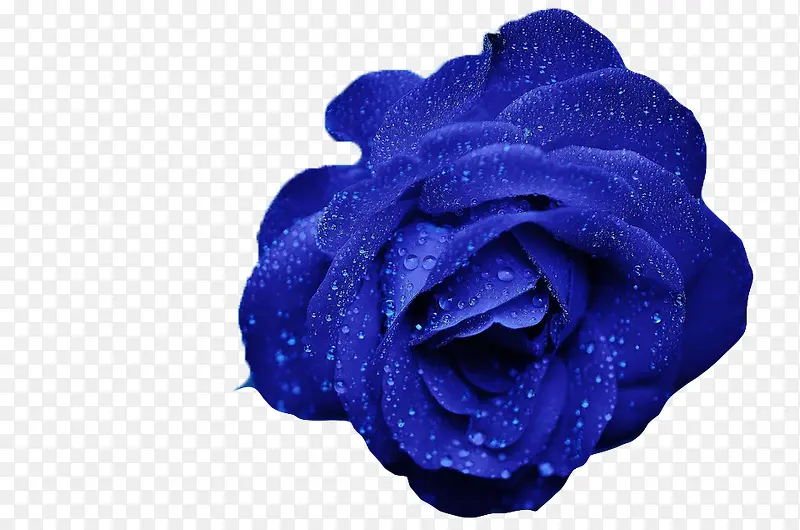 蓝色玫瑰11