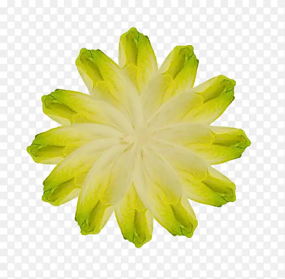 芽状菊苣图片