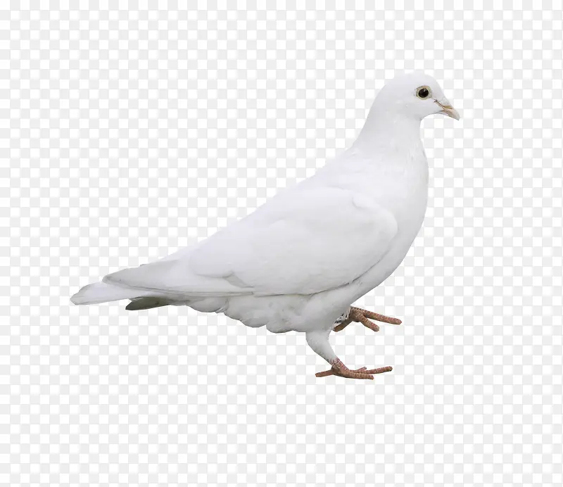 白色漂亮白鸽