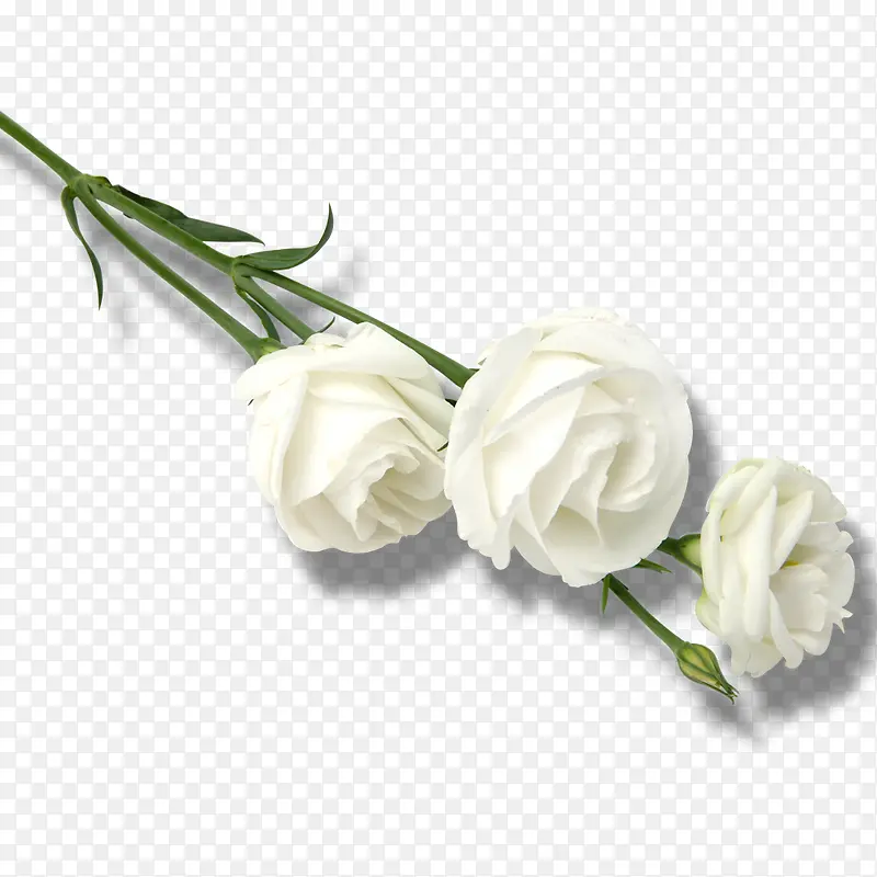 白色玫瑰花免抠素材