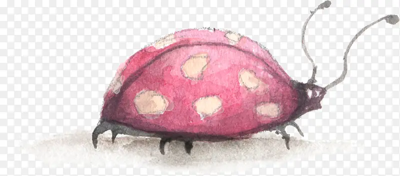 七星瓢虫