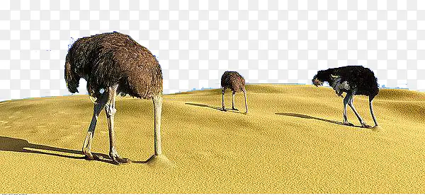 鸵鸟头部沙子