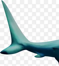 鱼 大白鲨鱼 热带鱼 蓝色 鱼尾