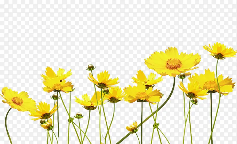 阳光下的黄色花朵