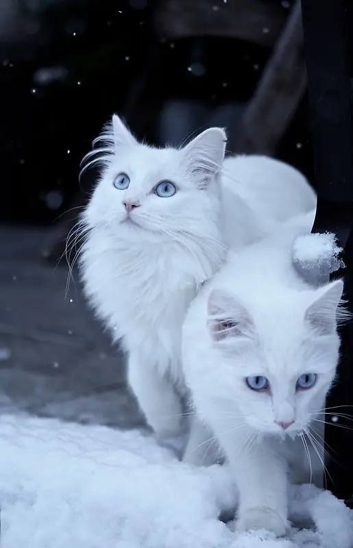 白色蓝眼睛的波斯猫