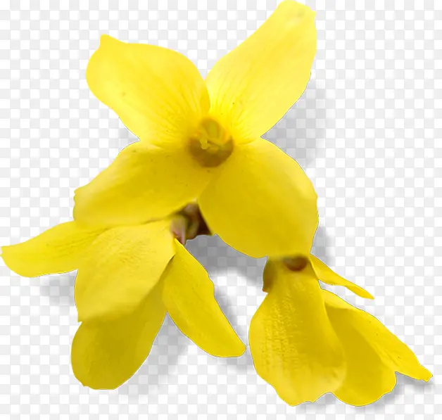 金秋黄色鲜艳花朵高清