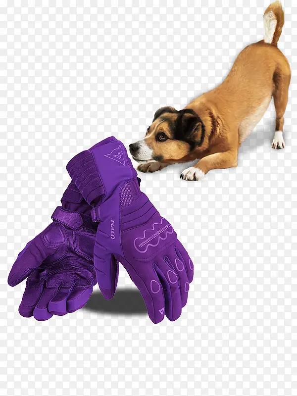 可爱的柴犬和紫色手套