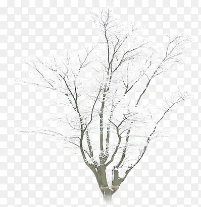 合成效果冬天的树木造型合成雪花