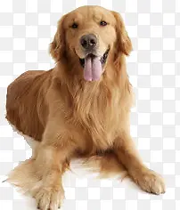 金毛大型犬