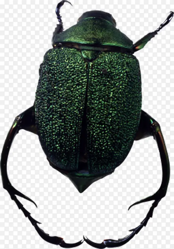 墨绿色甲壳虫