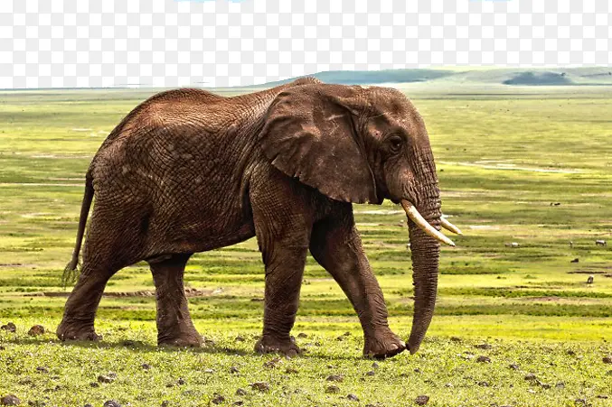 沙漠中的大象